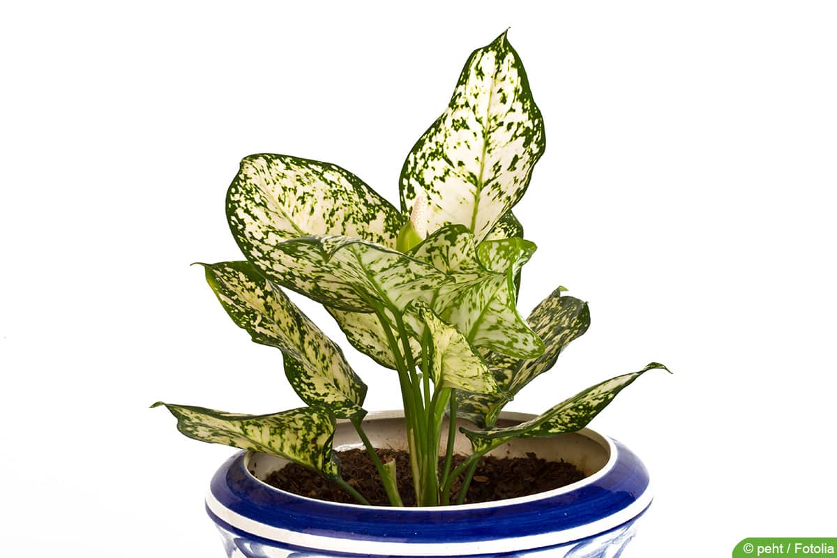 Einblatt bekommt braune Blätter was tun? 8 Tipps für Spathiphyllum