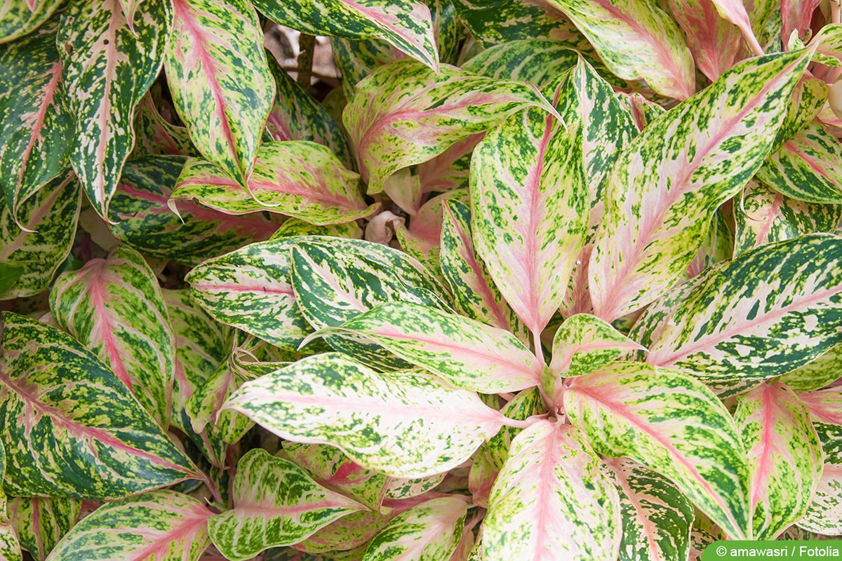 Kolbenfaden - Aglaonema