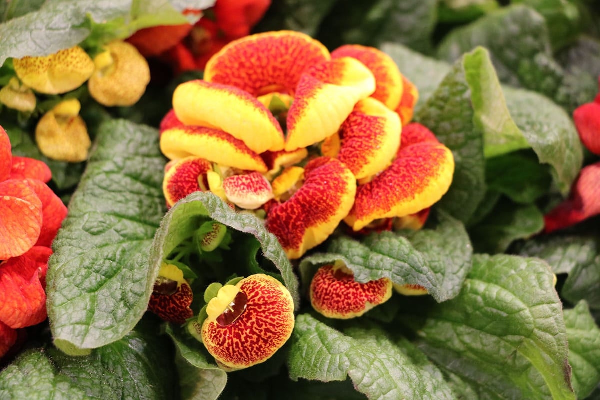 Pantoffelblume - Calceolaria