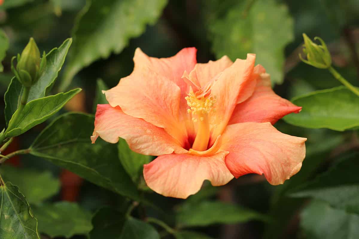 Roseneibisch - Hibiscus rosa-sinensis 'Apricot'