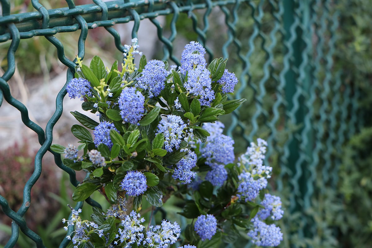 Säckelblume - Ceanothus impressus