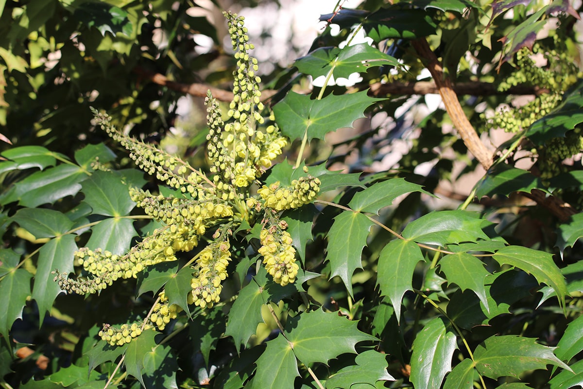 Schmuck-Mahonie - Mahonia bealei