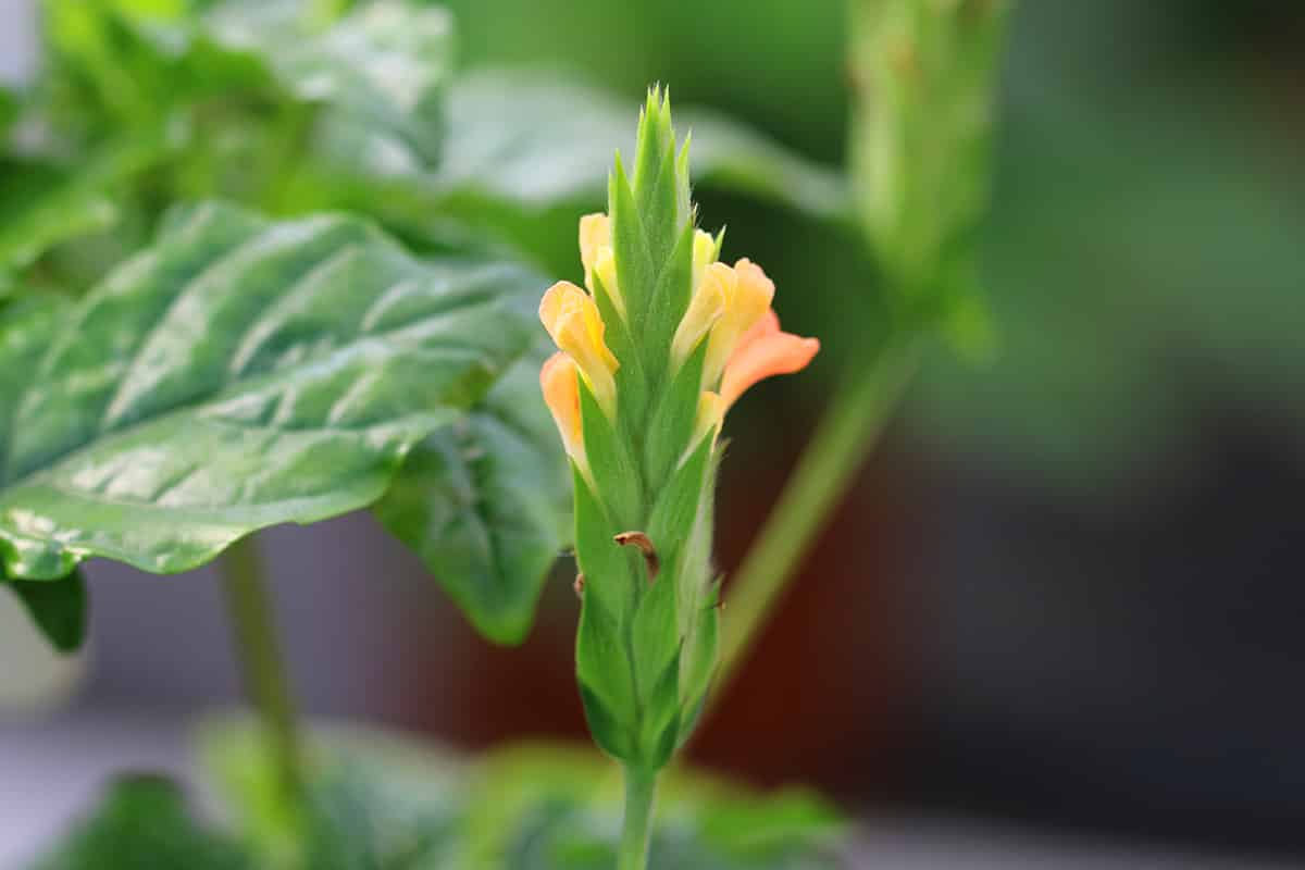 Tapirblume - Crossandra infundibuliformis