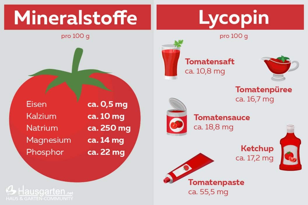 Wie gesund sind Tomaten? Infos zu Kalorien, Nährwerte & Co
