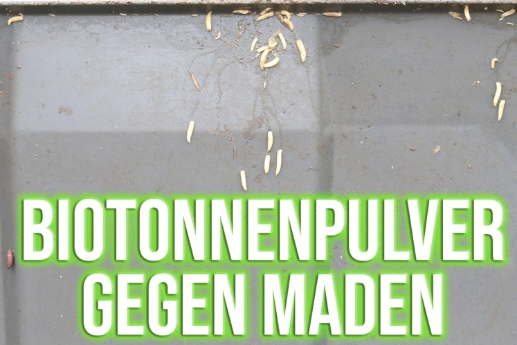 Mäuse im Garten bekämpfen 8 Tipps gegen Mauselöcher