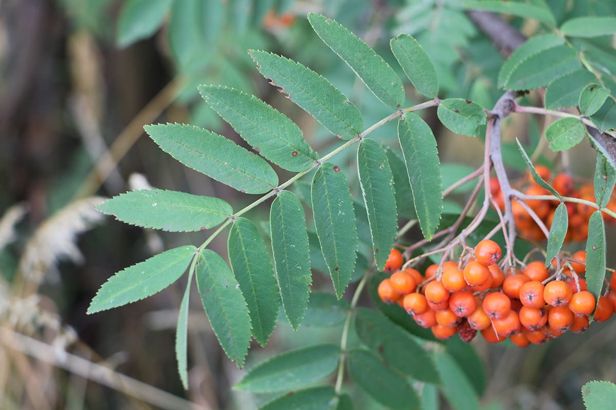 Eberesche - Vogelbeere - Sorbus aucuparia