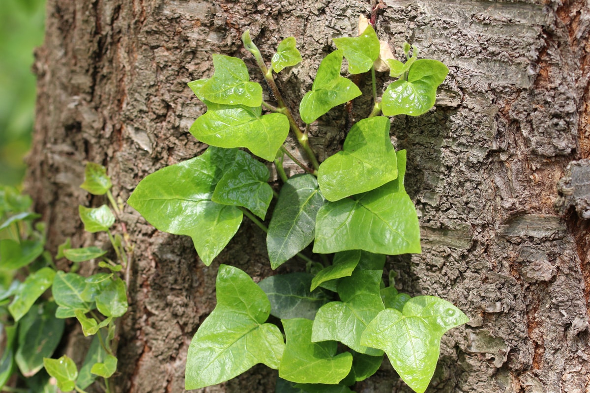 Efeu (Hedera helix) zur Fassadenbegrünung