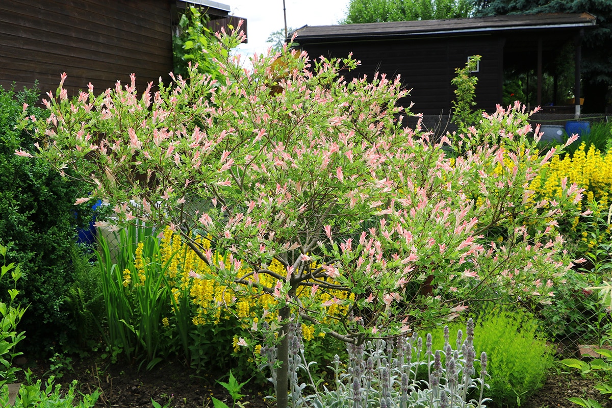 Flamingoweide - Flamingobaum (Salix integra) als Hochstämmchen