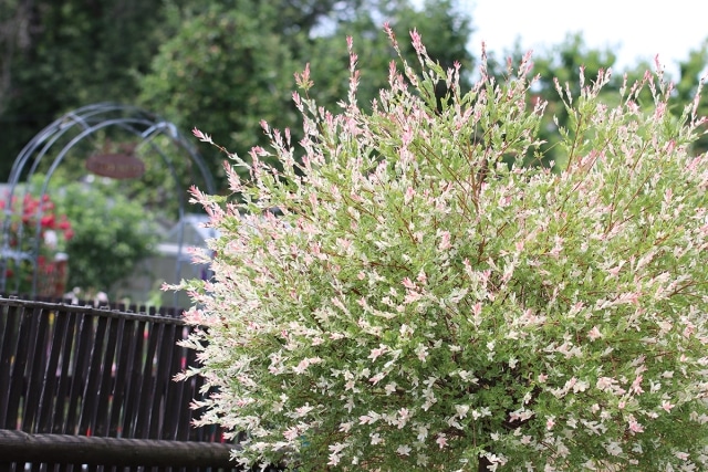 Sommerjasmin Pflanzen, PflegeTipps und Überwintern