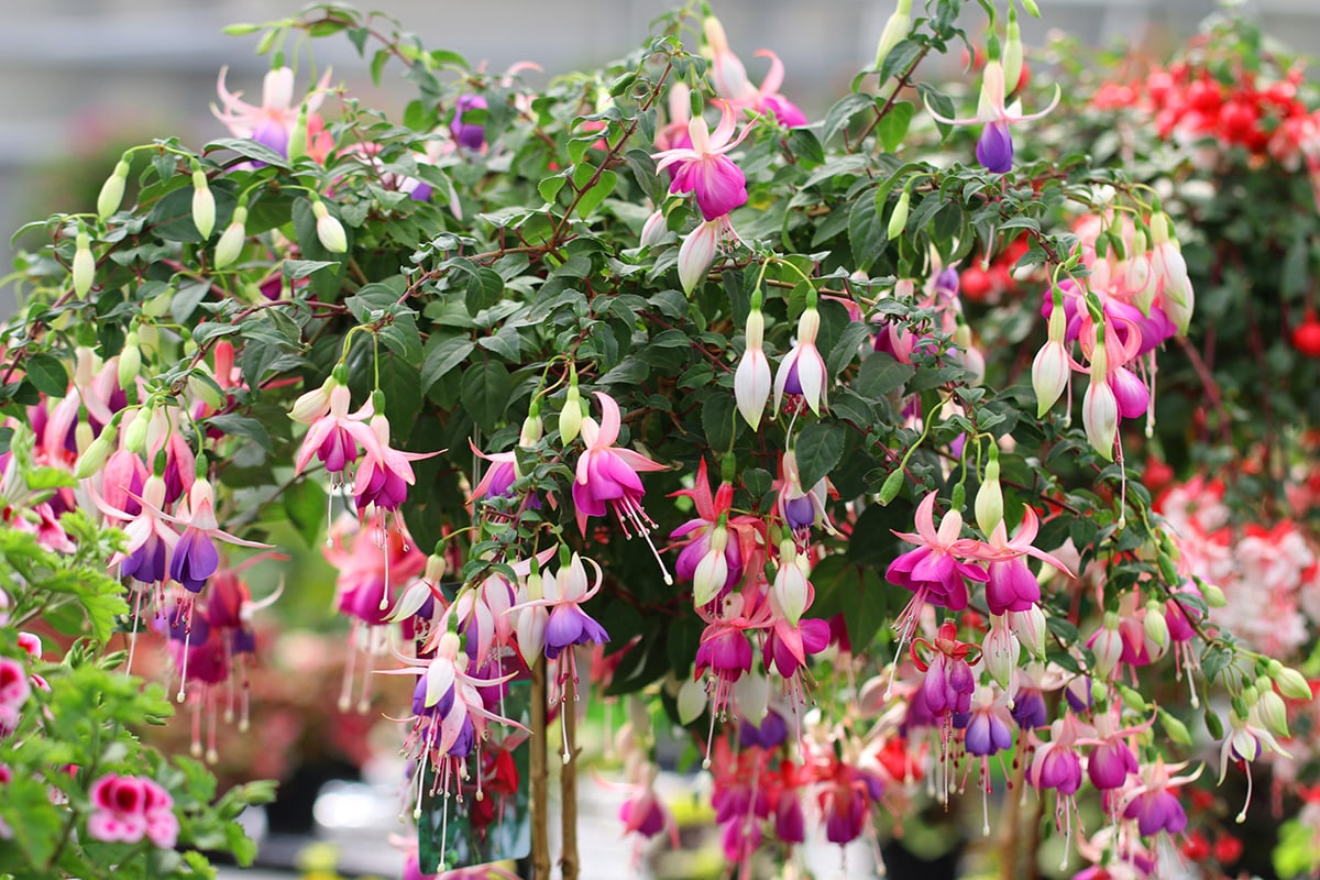 Fuchsien - Fuchsia