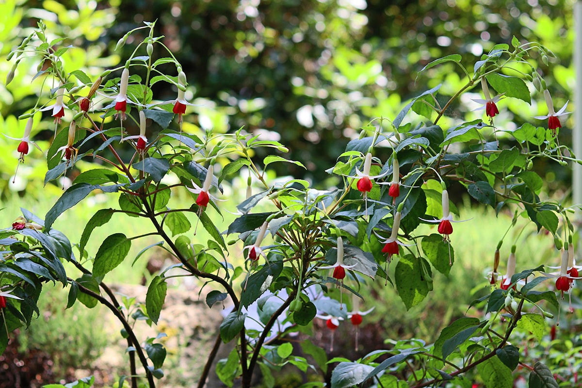 Fuchsien - Fuchsia