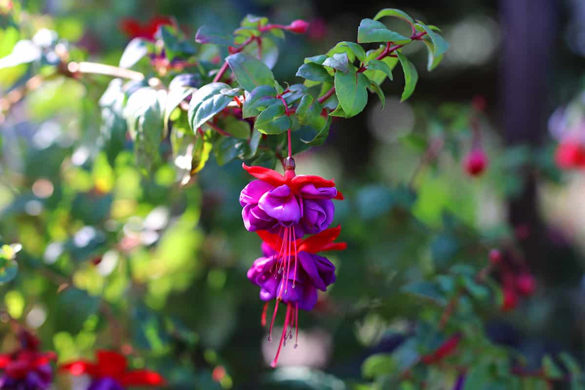 Fuchsien - Fuchsia