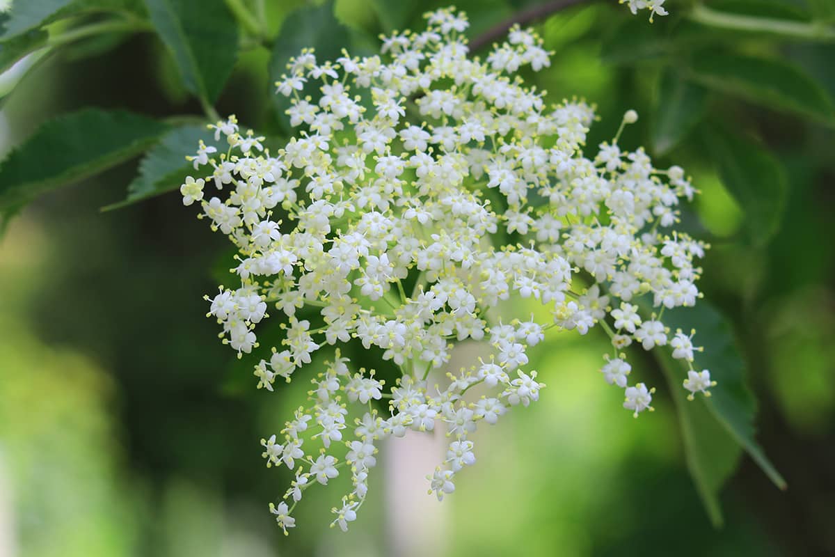 Holunder - Sambucus