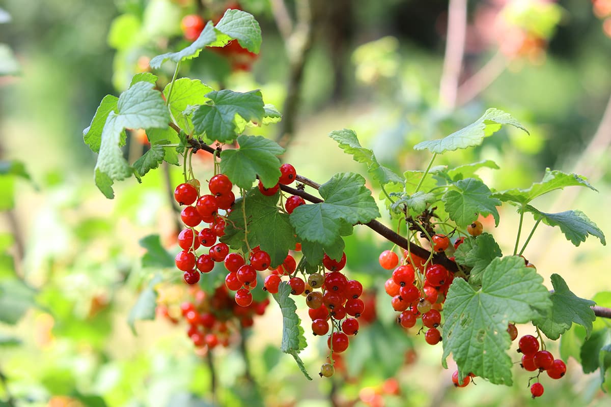 Johannisbeeren - Ribes