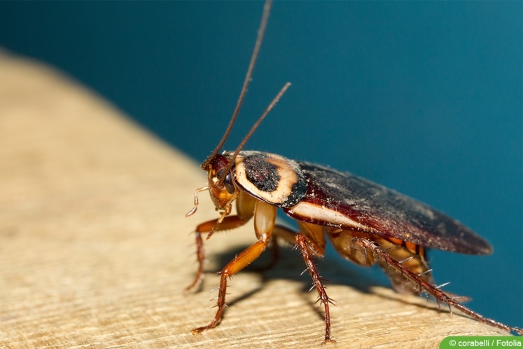 Kakerlaken in der Wohnung woher kommen sie und was hilft?