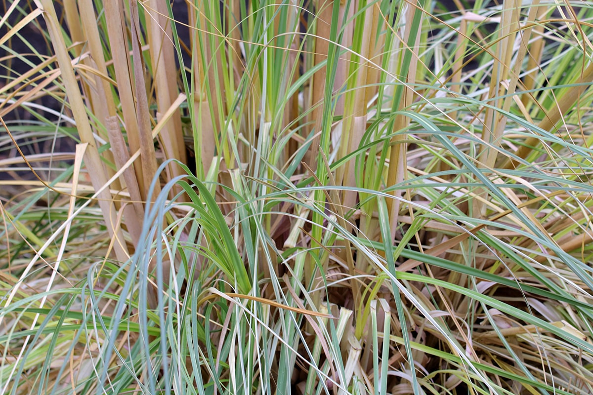 Pampasgras - Cortaderia selloana