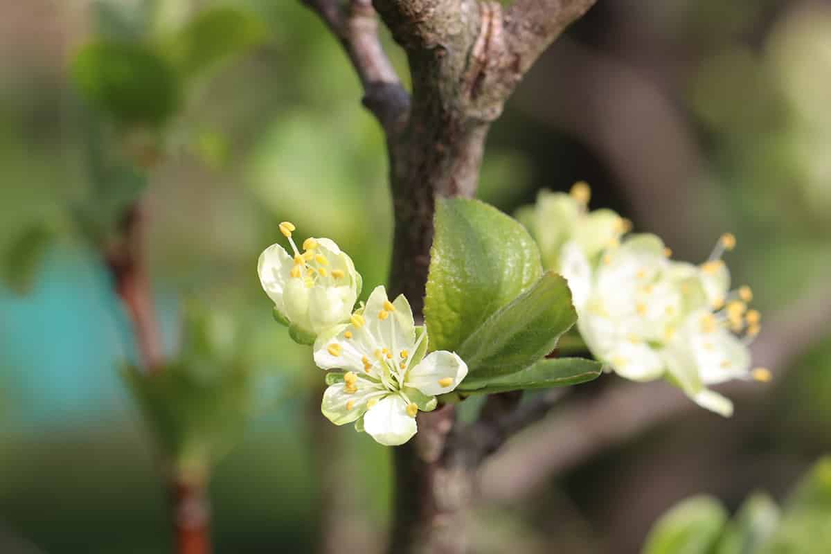 Prunus domestica - Pflaume