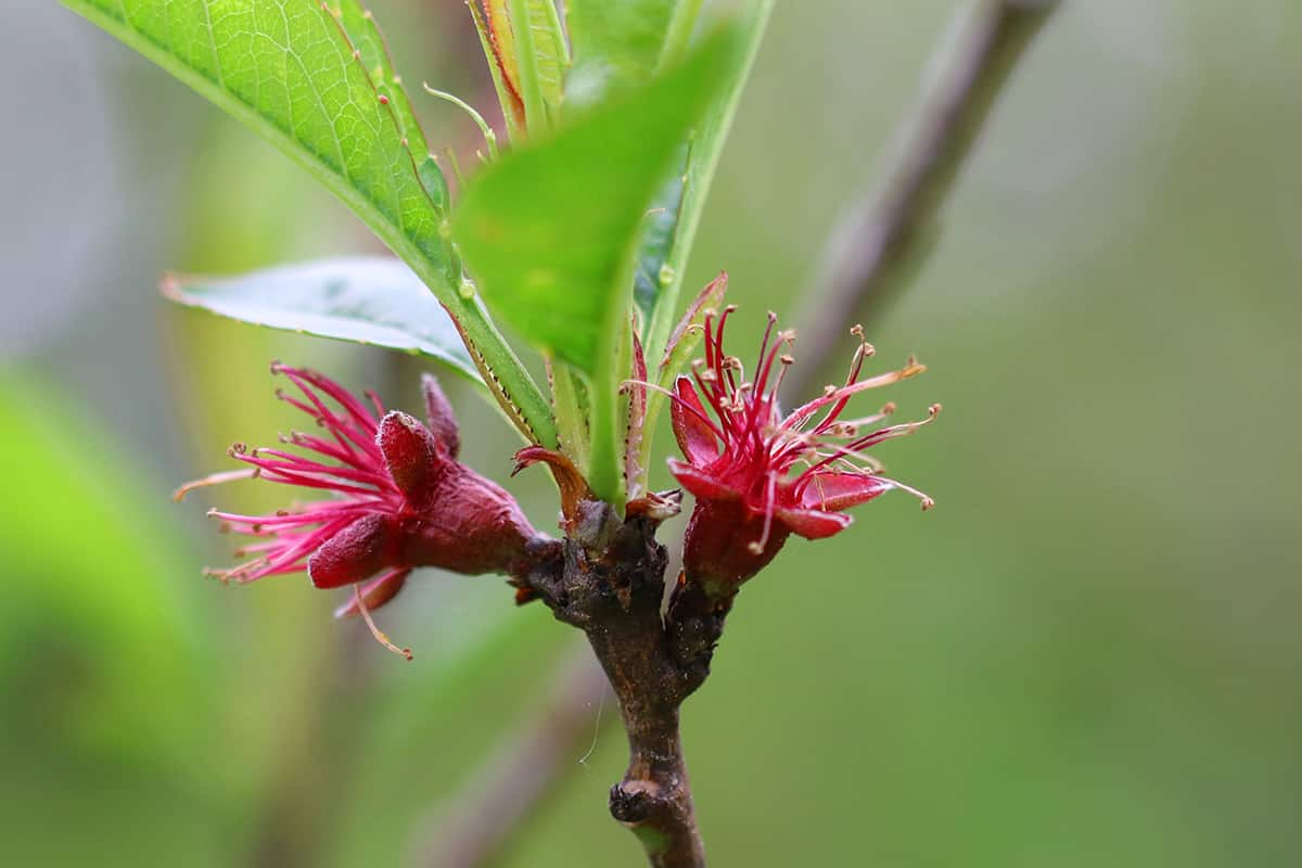 Prunus persica - Pfirsich