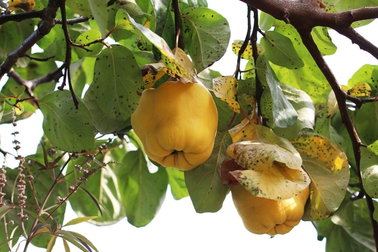 Obstbäume richtig pflanzen Welche nebeneinander pflanzen