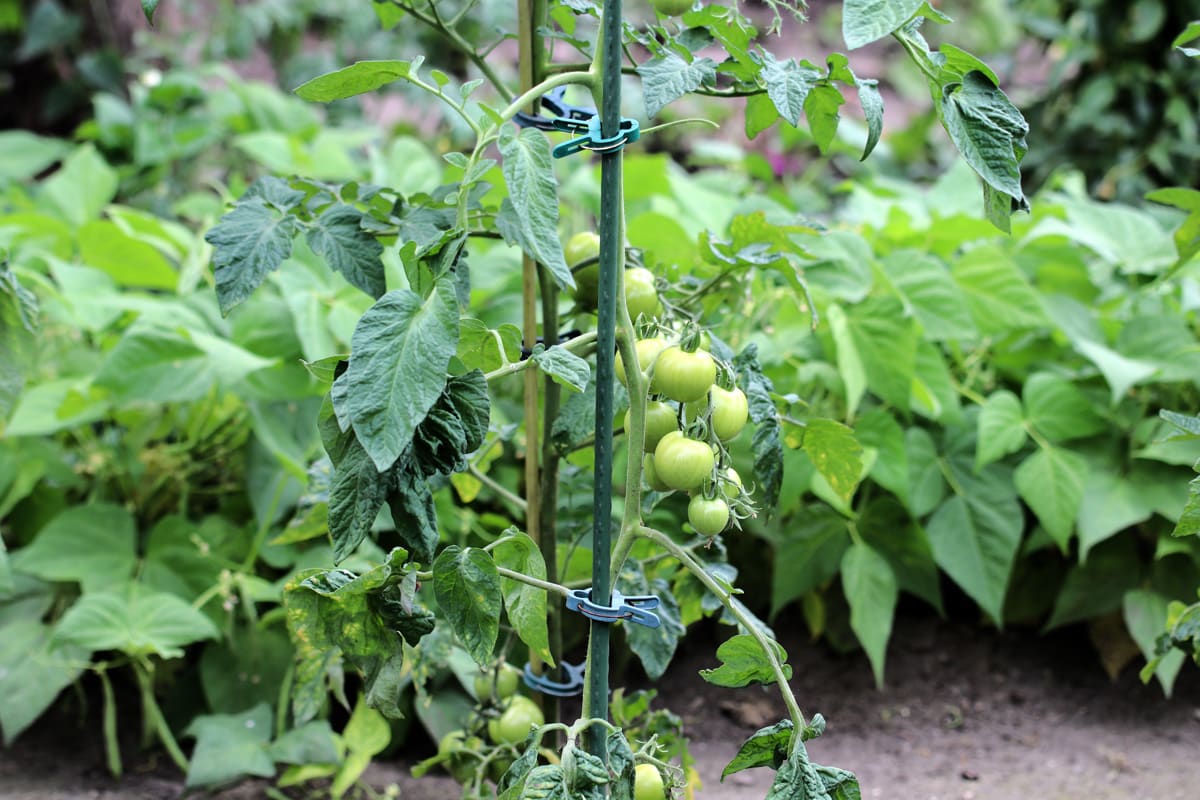Abstand halten schützt vor Kraut- und Braunfäule bei Tomaten