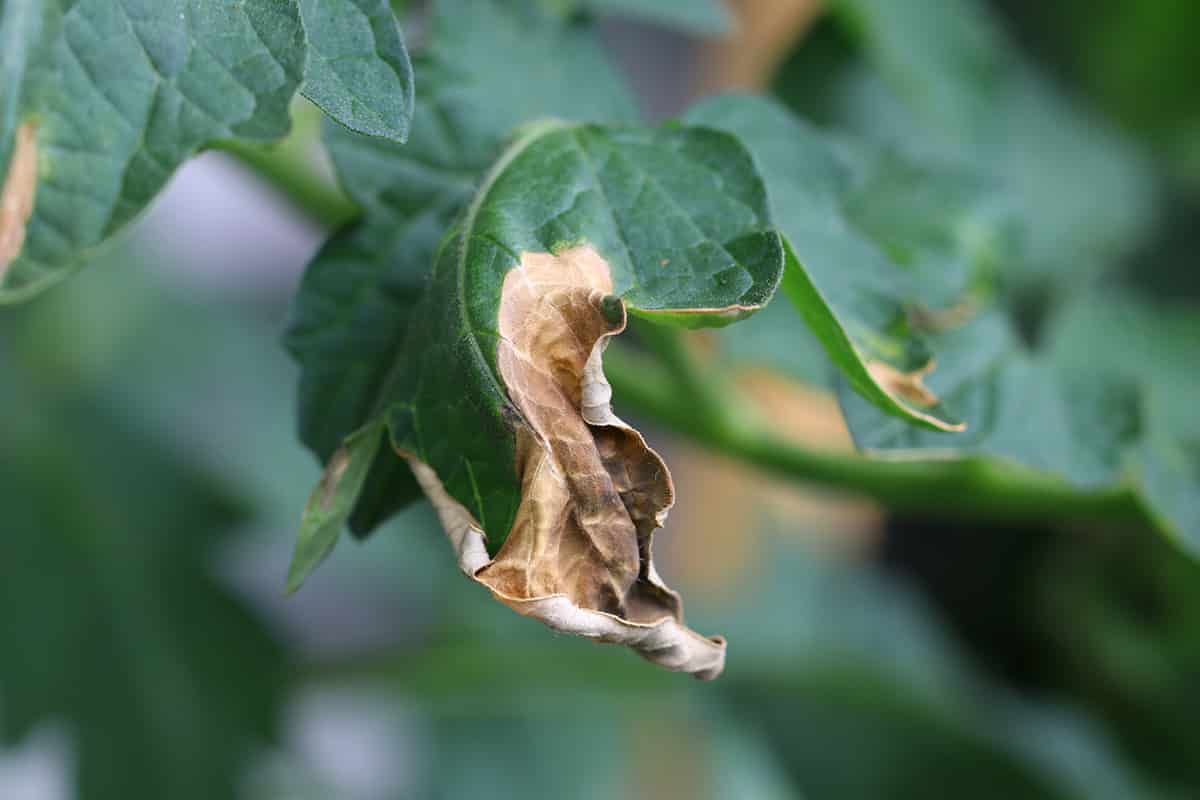 Blütenendfäule Bei Tomaten Bekämpfen Tomatenkrankheiten Blütenendfäule Tomaten pikieren: Anleitung | Wann sollte man sie vereinzeln