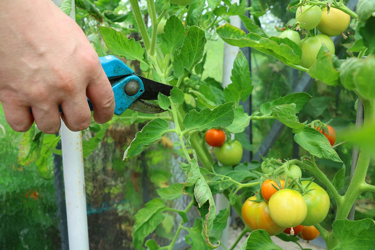 kranke Tomaten rechtzeitig abschneiden