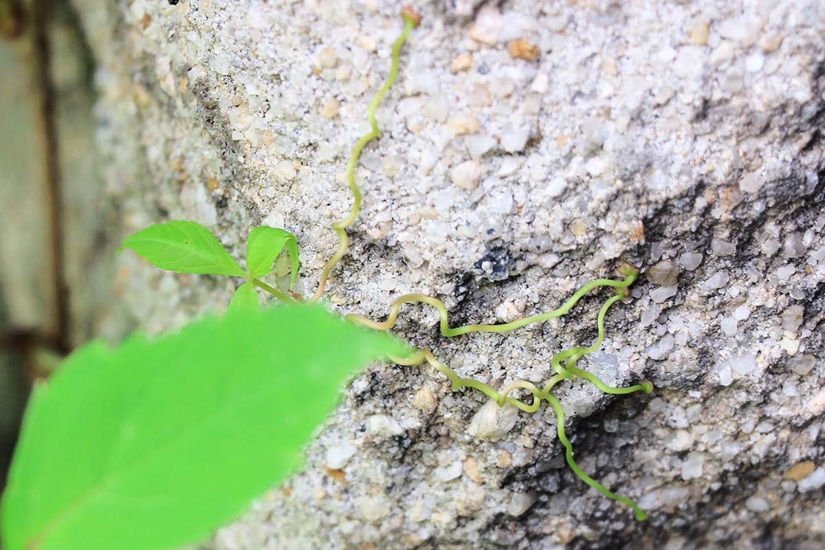 Wilder Wein (Vitis vinifera) zur Fassadenbegrünung