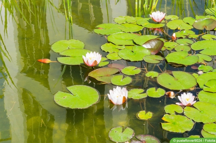 Schwebealgen im Teich 10 Tipps zum entfernen