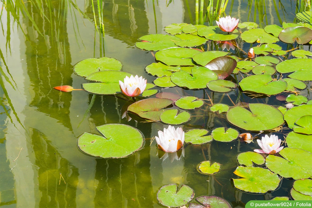 Schwebealgen im Gartenteich