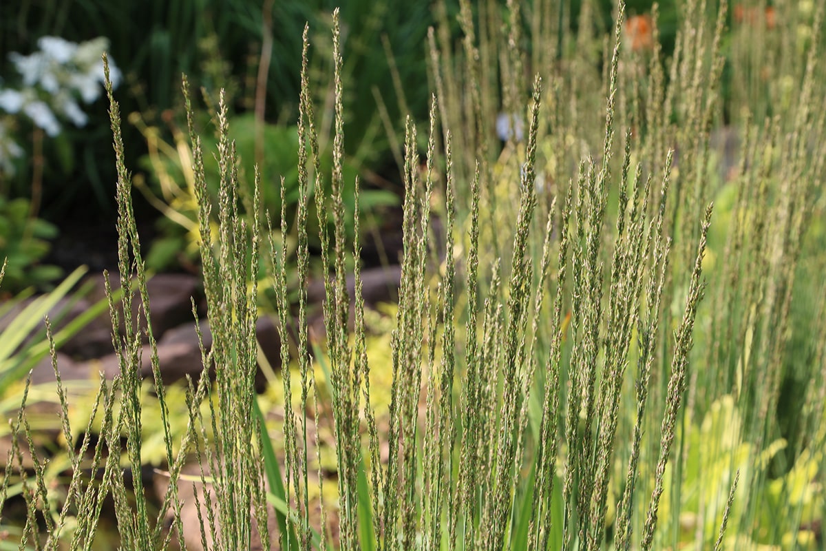 blaues Pfeifengras, Molinia caerulea