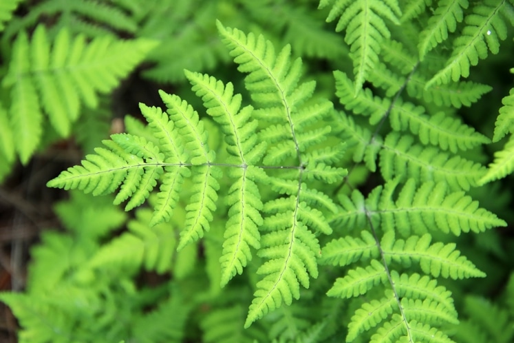 Baumfarn, Cyatheales Steckbrief und Sorten