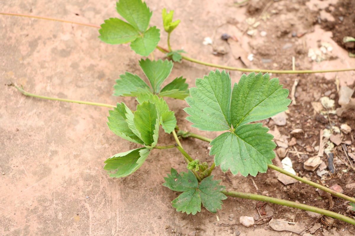 Erdbeeren-Senker für neue Jungpflanzen