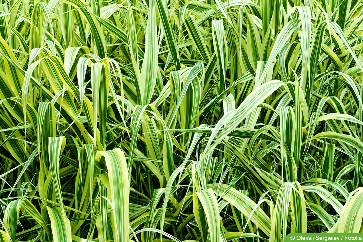 Goldbandgras - Spartina pectinata