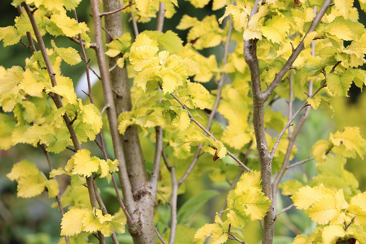 Goldulme - Ulmus carpinifolia 'Wredei'