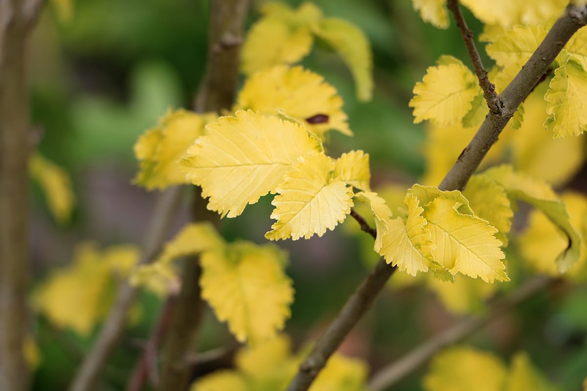 Goldulme - Ulmus carpinifolia 'Wredei'