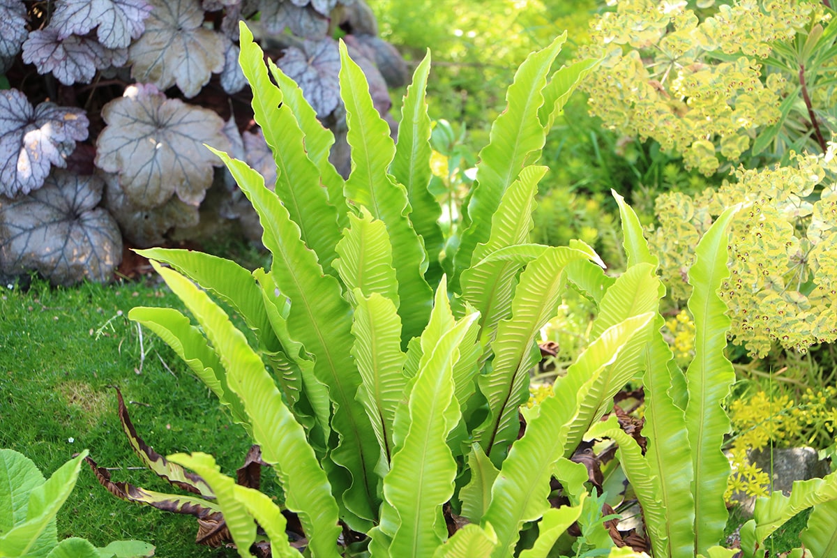 Hirschzungenfarn - Asplenium scolopendrium