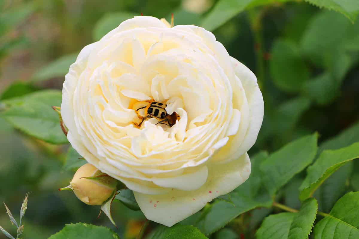 Rosenschädlinge bekämpfen | 10 typische Schädlinge an Rosen - Hausgarten.net