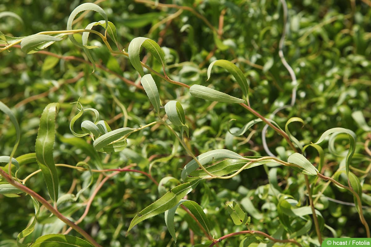 Korkenzieherweide - Salix matsudana