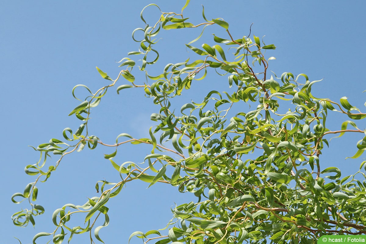 Korkenzieherweide - Salix matsudana