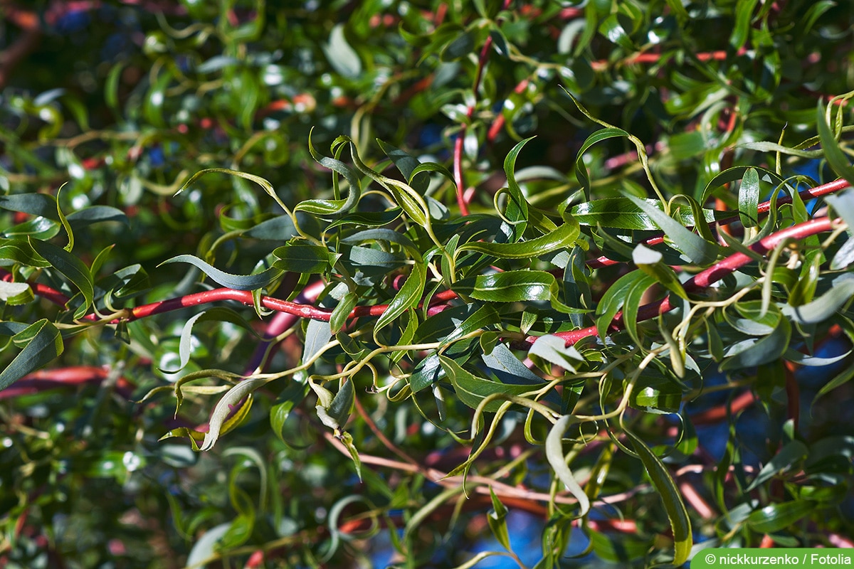 Korkenzieherweide - Salix matsudana 'Scarcuzam'