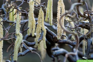 Korkenzieherweide - Salix matsudana 'Tortuosa'