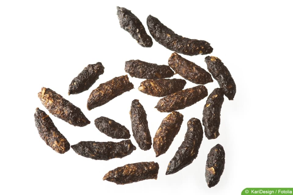 Vorsicht Hantavirus Mäusekot richtig entfernen