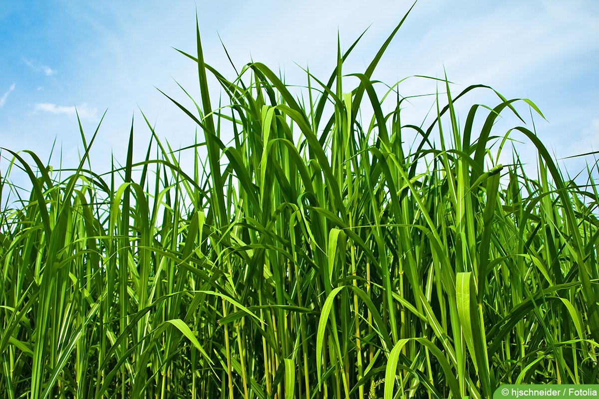 Riesen-Chinaschilf (Miscanthus x giganteus)