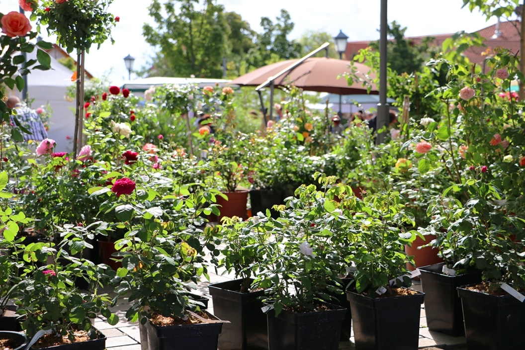 Rosenerde Erde für Rosen selber mischen Zusammensetzung
