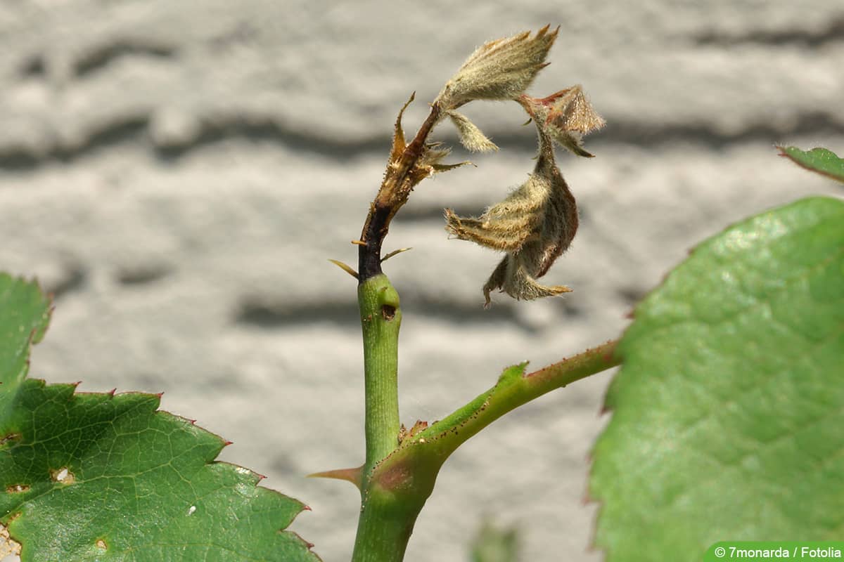 rosentriebbohrer - Blennocampa elongatula - Ardis brunniventris