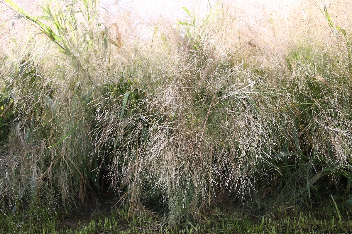 Rutenhirse - Panicum virgatum