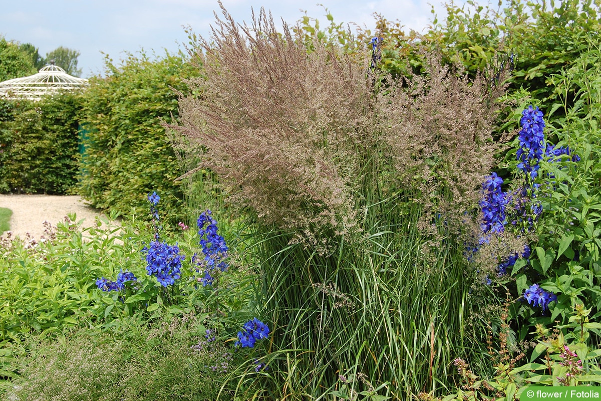 Sandrohr - Calamagrostis acutiflora