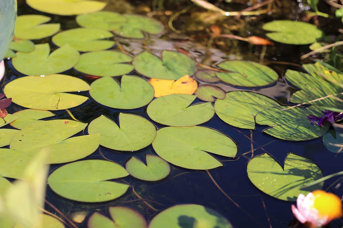 Seerosen helfen gegen Schwebealgen im Gartenteich