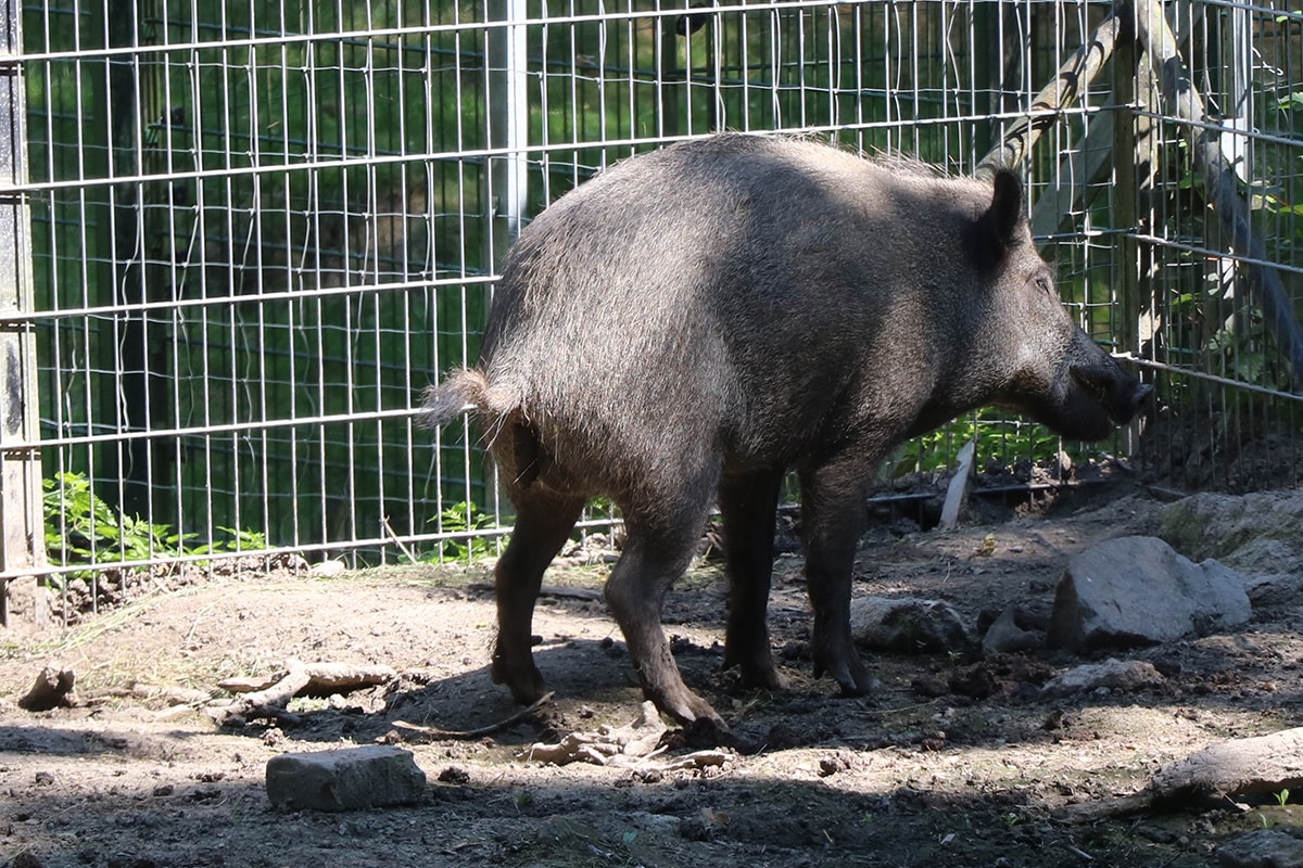 Wildschwein verursacht große Löcher im Garten