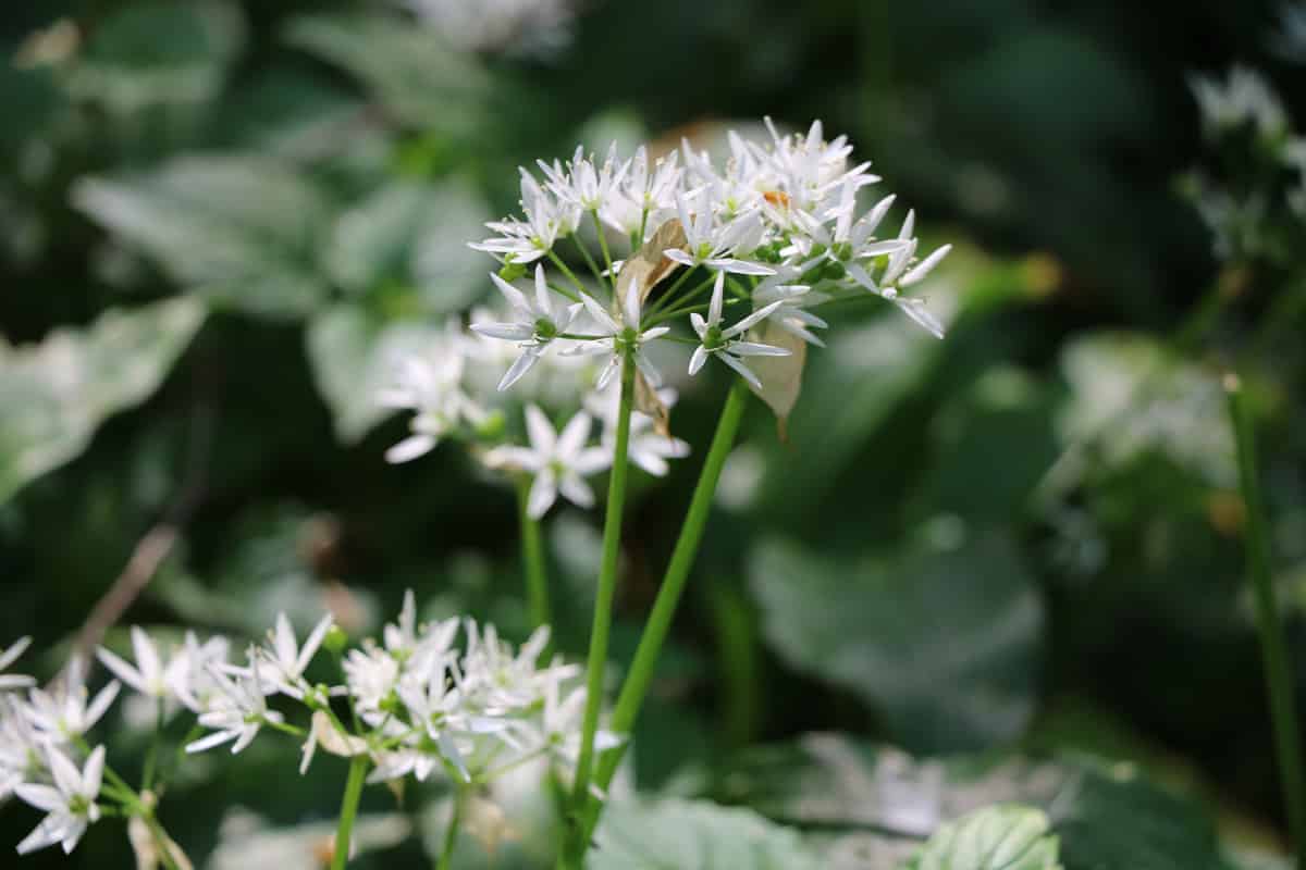 Bärlauch (Allium ursinum) Blüte